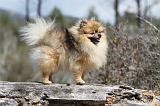 SPITZ ALLEMAND 327